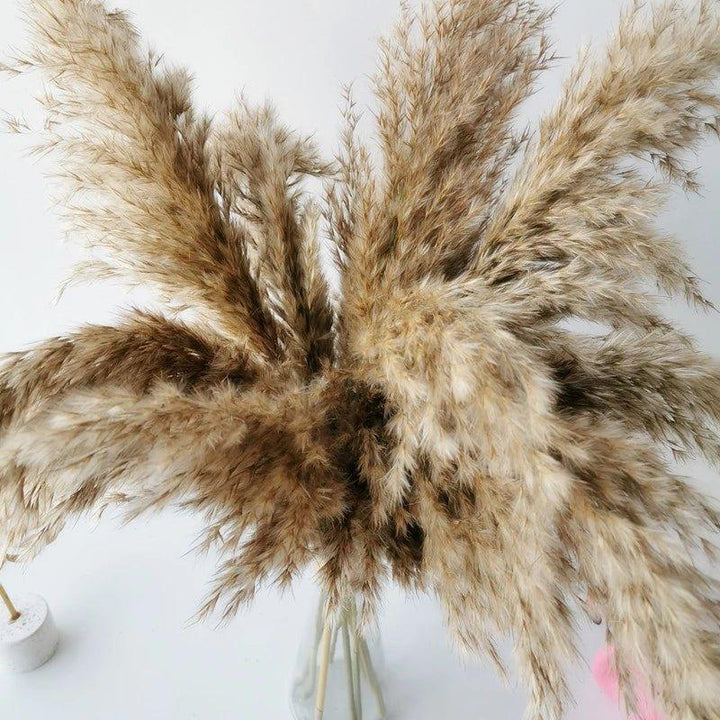 60 cm naturlig, ect, brun-beige tørketrommel Pampasgress-buket │ luftig fjær for moderne Boho-husdekorasjon