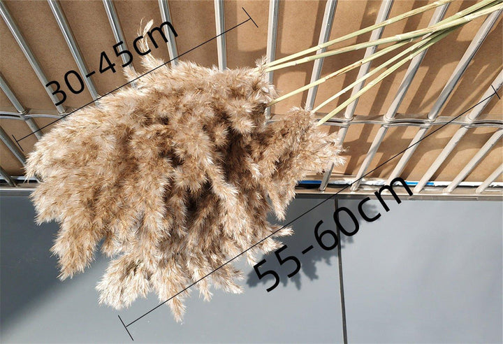 60 cm naturlig, ect, brun-beige tørketrommel Pampasgress-buket │ luftig fjær for moderne Boho-husdekorasjon