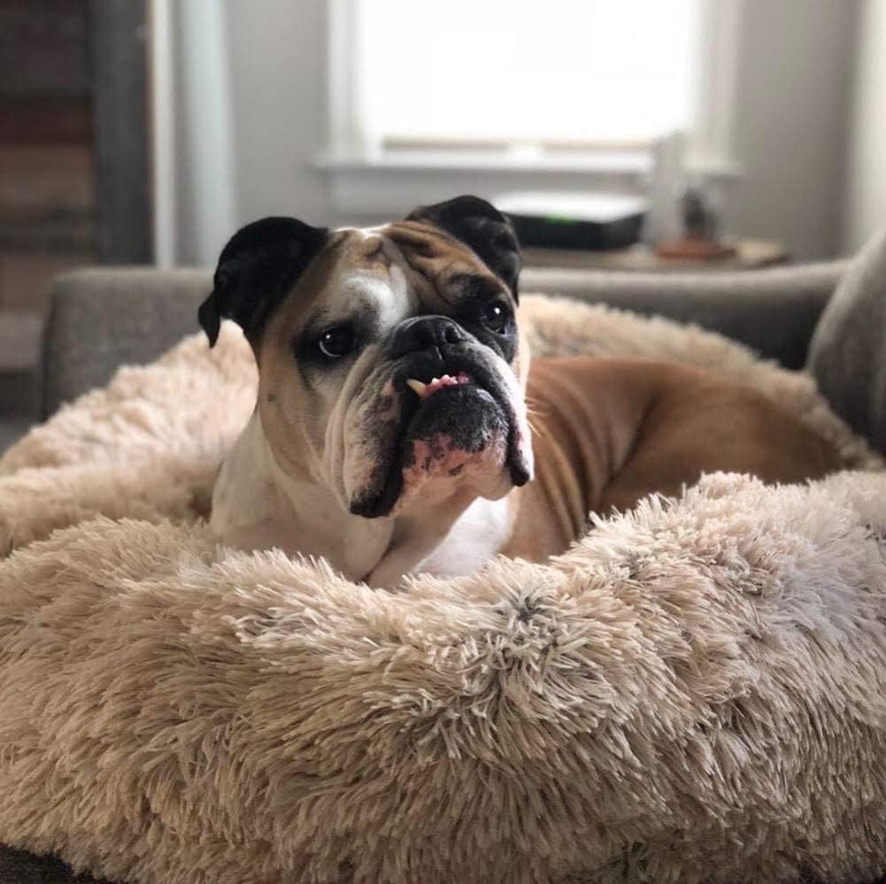 Skanto | Ortopedisk Plysj Donut Hundeseng