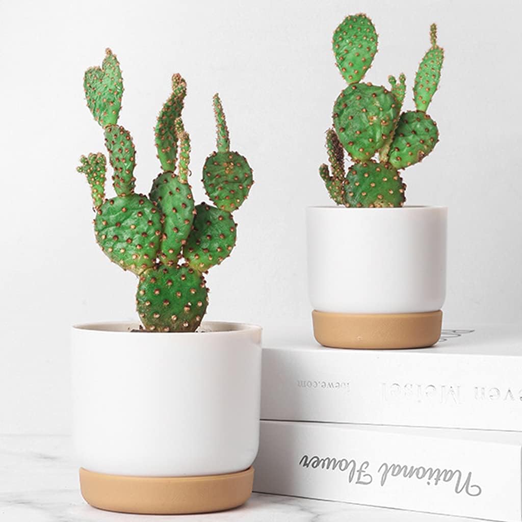 Skanto | Selvvannende blomsterpotte for orkideer og planter – Plast plantecontainer