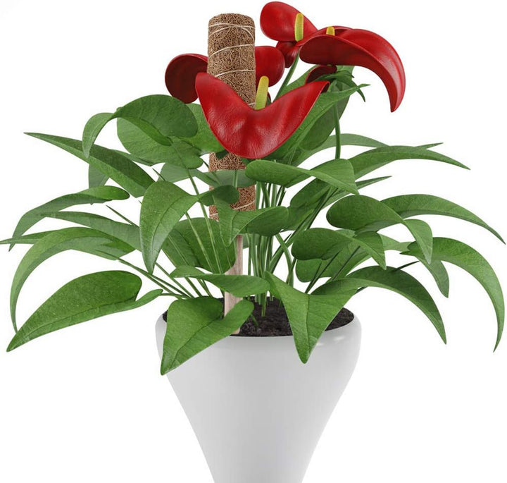 Skanto | Kokosnøtt mosepinne for klatreplanter – Naturlig klatrehjelp for stueplanter og hage