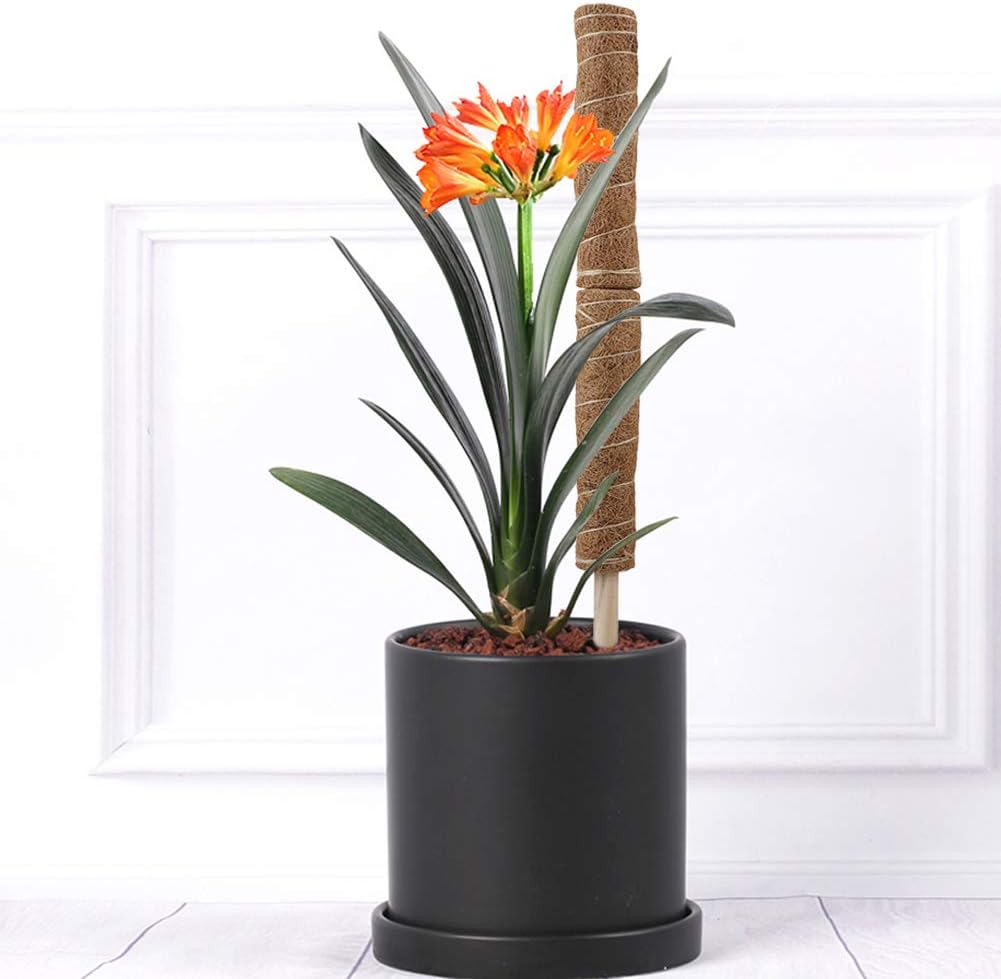 Skanto | Kokosnøtt mosepinne for klatreplanter – Naturlig klatrehjelp for stueplanter og hage