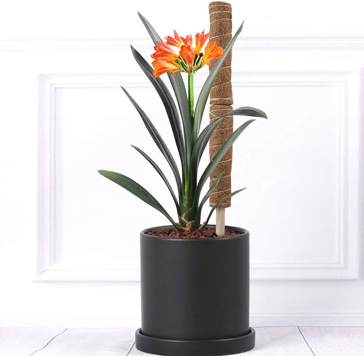 Skanto | Kokosnøtt mosepinne for klatreplanter – Naturlig klatrehjelp for stueplanter og hage