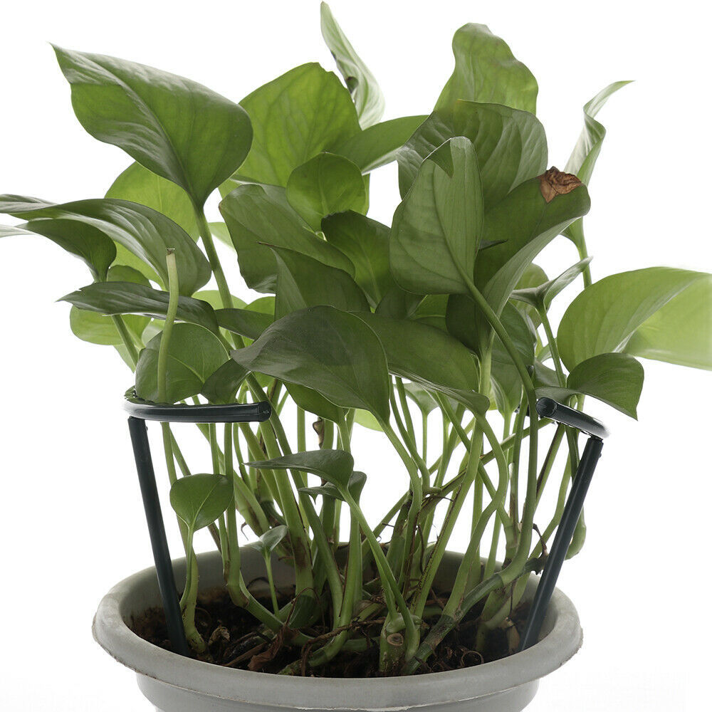 Skanto | Klatrestøtte for planter – Robust holder med burdesign for vekst og stabilitet
