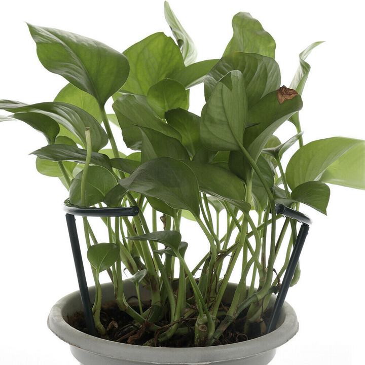 Skanto | Klatrestøtte for planter – Robust holder med burdesign for vekst og stabilitet