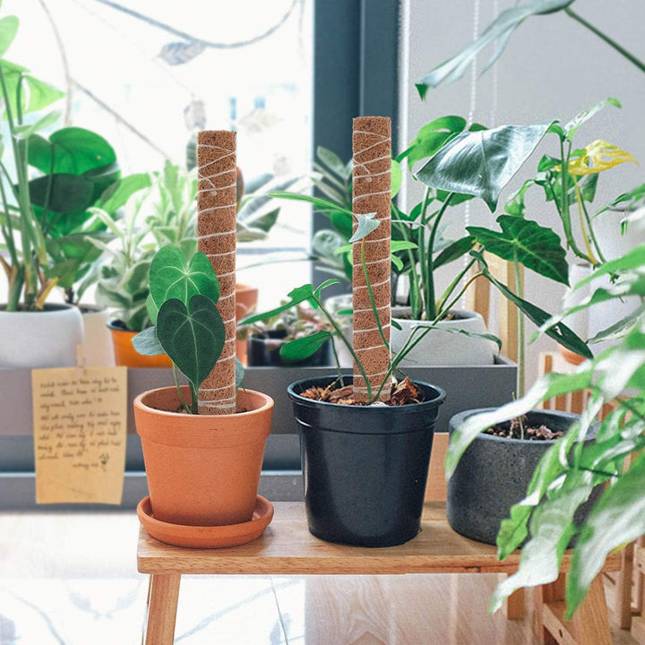Skanto | Kokosnøtt mosepinne for klatreplanter – Naturlig klatrehjelp for stueplanter og hage