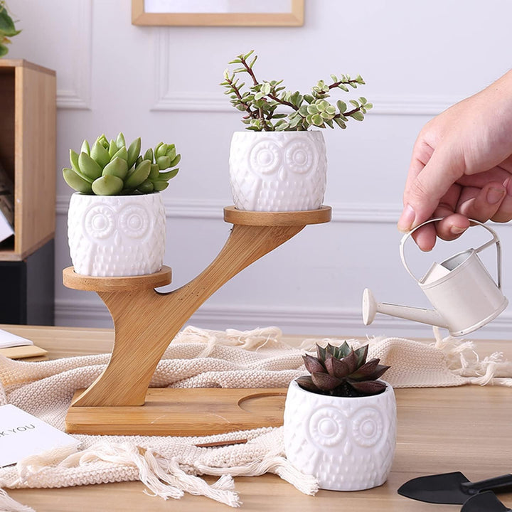 Skanto | Dekorativ planteholder laget av tre – plantepotter i ugledesign for sukkulenter og innendørsplanter