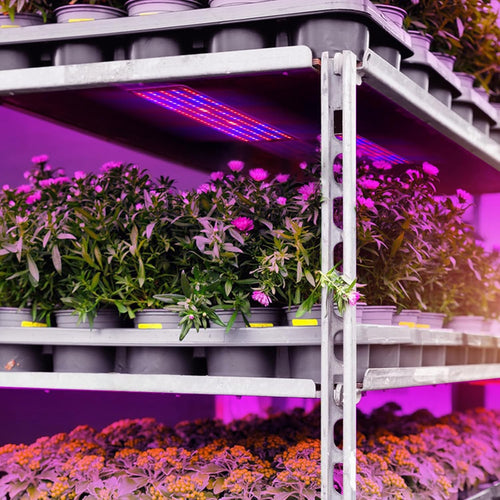 Skanto | LED Quantum Plante Lys Panel for Vekst og Farge Fremming – Med Justerbar Lysmodus