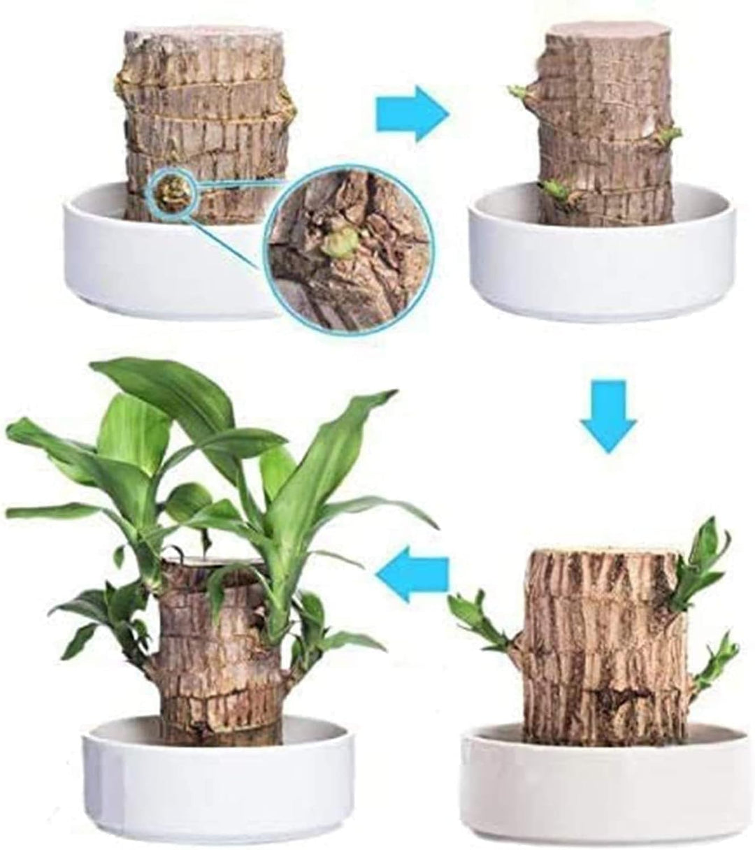 Skanto | Lucky Brazil Wood Potted Plant