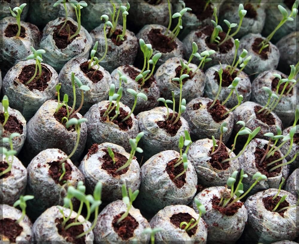 Skanto | Kokosfiber Torv Frøplante Pellets – Startpakke for Frøplante