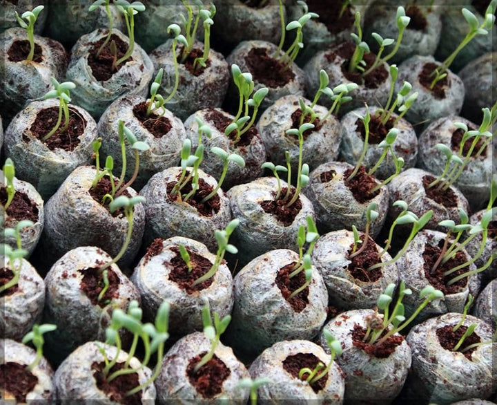Skanto | Kokosfiber Torv Frøplante Pellets – Startpakke for Frøplante