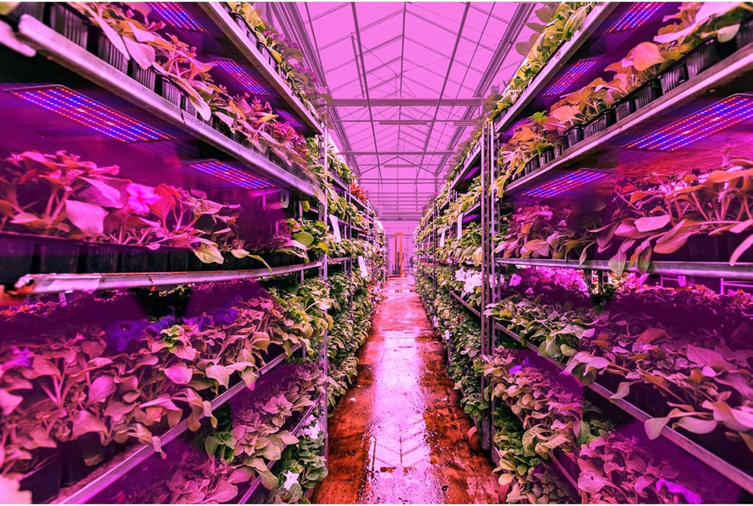 Skanto | LED Quantum Plante Lys Panel for Vekst og Farge Fremming – Med Justerbar Lysmodus