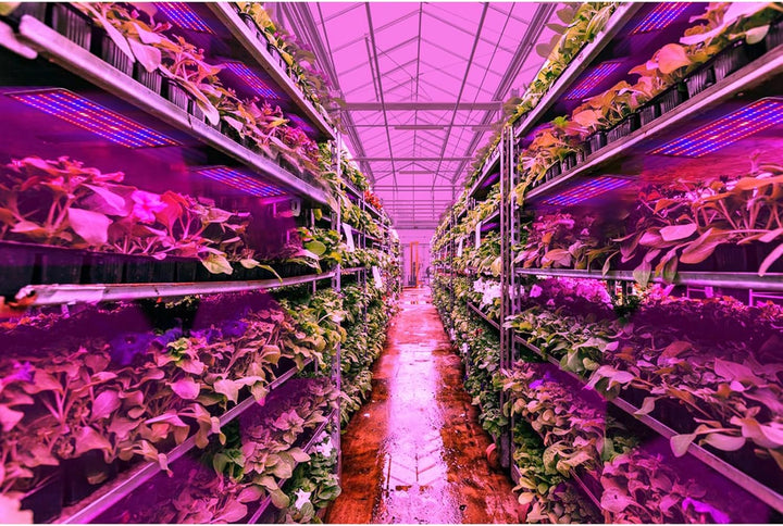 Skanto | LED Quantum Plante Lys Panel for Vekst og Farge Fremming – Med Justerbar Lysmodus