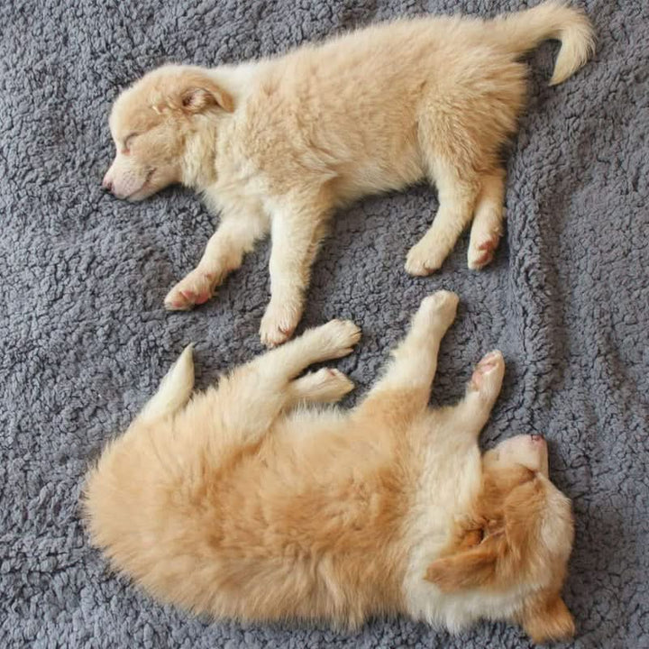 Skanto | FLOOPIE - Premium Pet Fleece Blanket