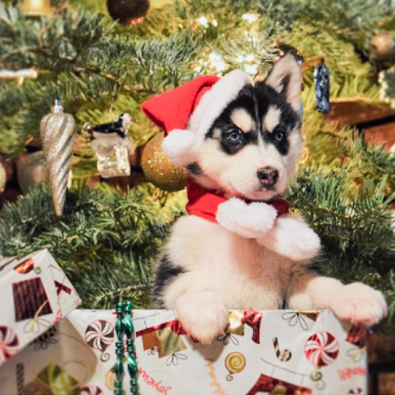 Juledekorasjon Santa-hatt med skjerf | Skanto