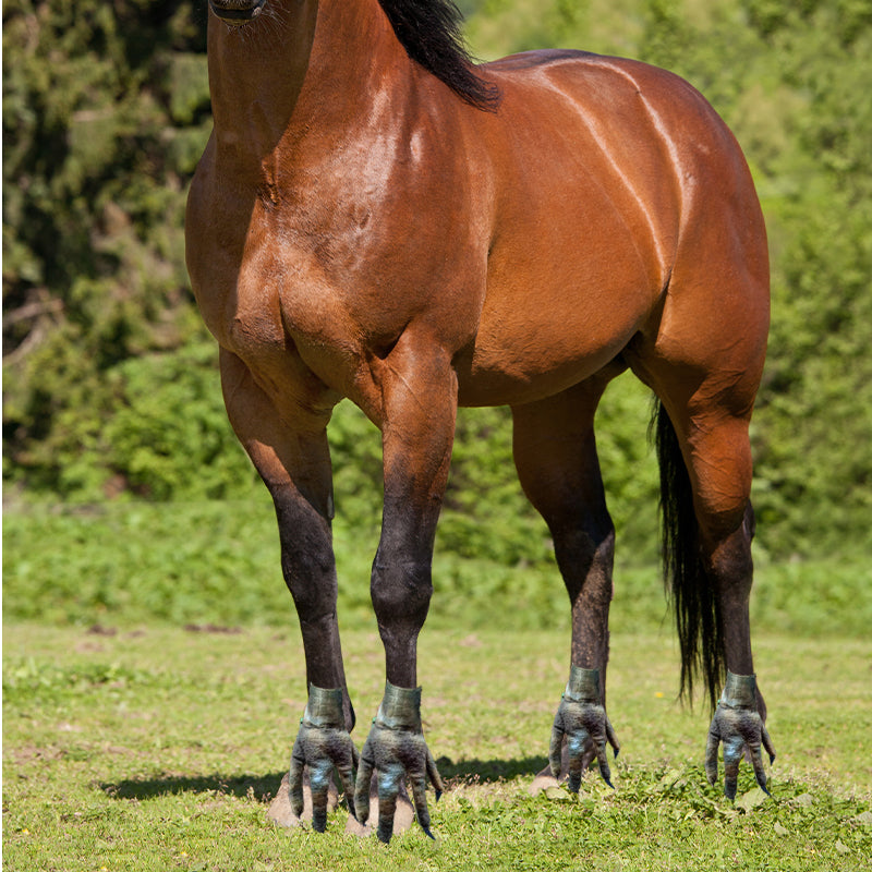 Skanto | Morsomme Føtter For Hest
