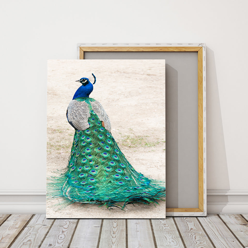 Elegant påfugl i skjørt – lerretbilde