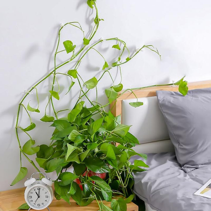 Veggholder for klatreplanter (30 deler) | Skanto