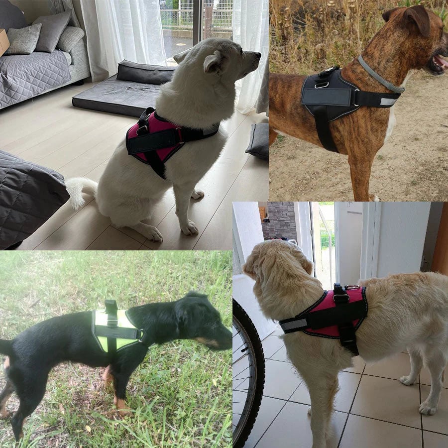 Skanto | Anti Kvelnings Hundesele