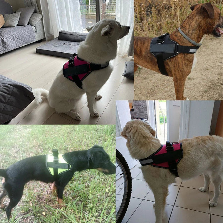Skanto | Anti Kvelnings Hundesele
