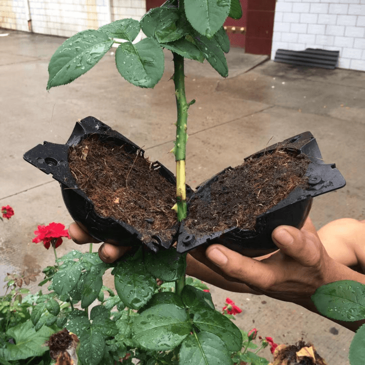 Skanto | Luftlagdeling Planteformeringskapsel