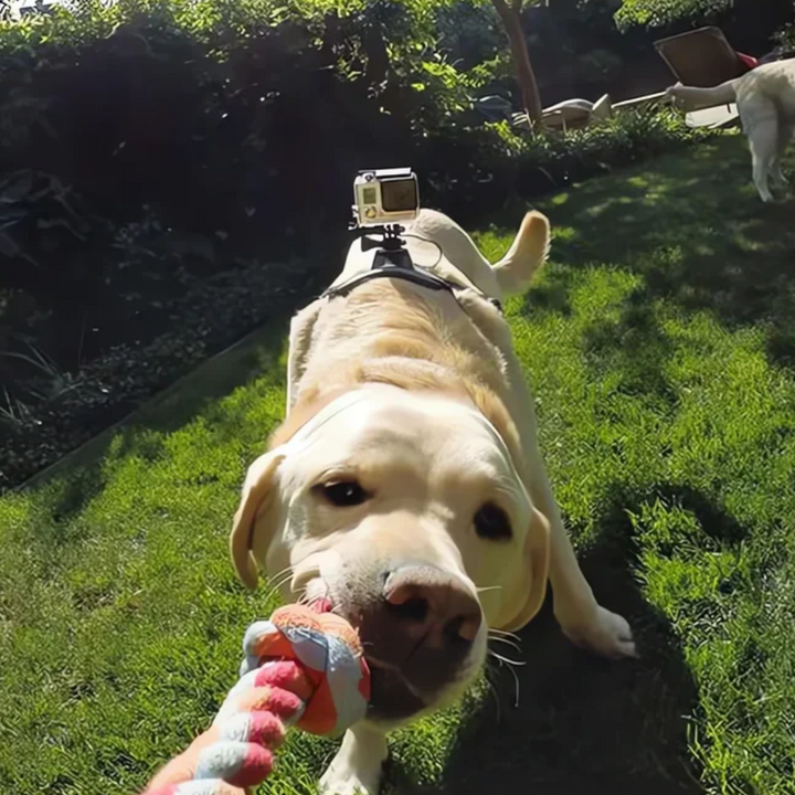 Action-Cam Hundesele med 360° Perspektiv Skanto