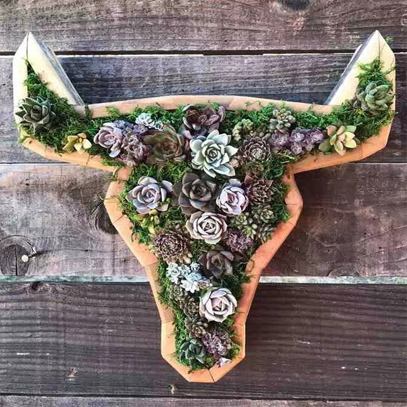 Animal Succulent Hageoppsett | Skanto