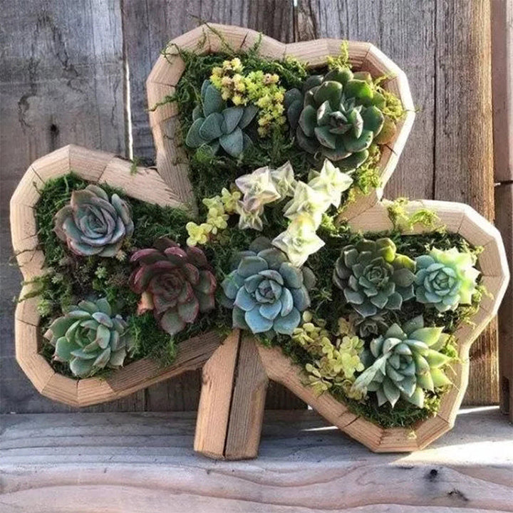 Animal Succulent Hageoppsett | Skanto