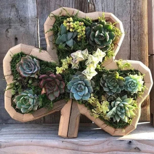Animal Succulent Hageoppsett | Skanto