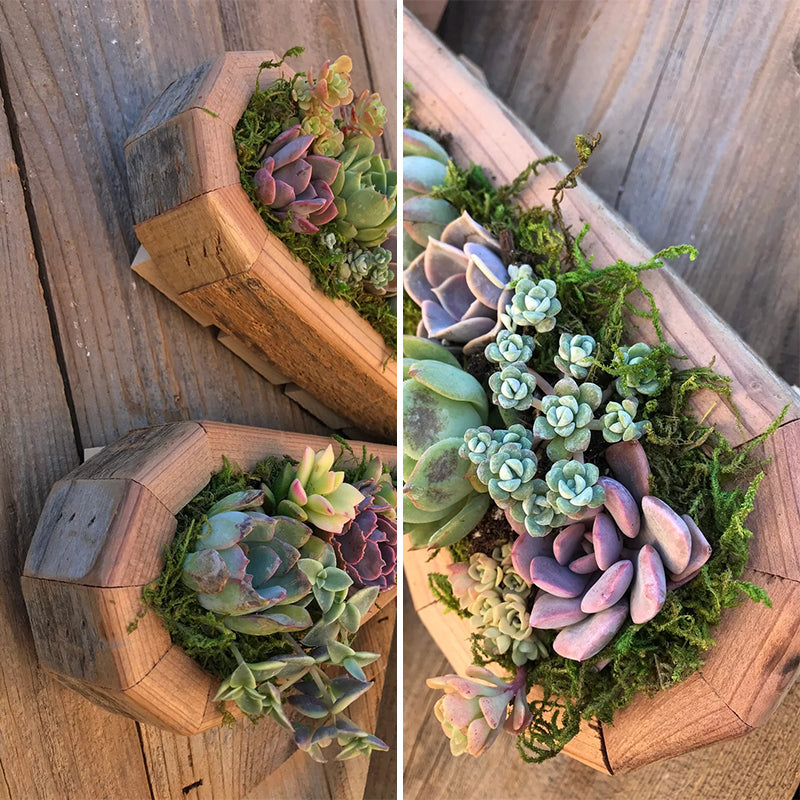 Animal Succulent Hageoppsett | Skanto