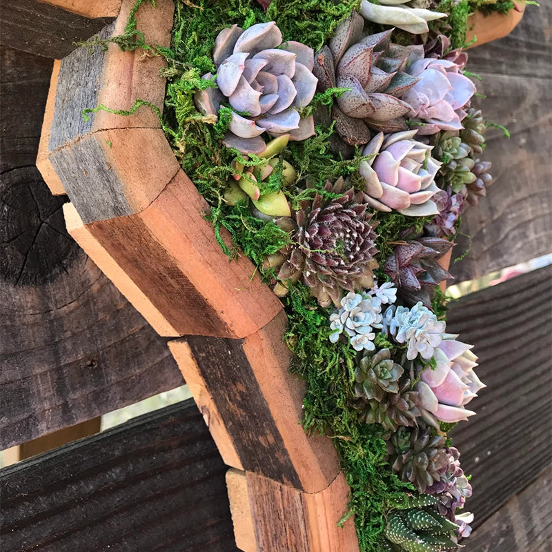 Animal Succulent Hageoppsett | Skanto