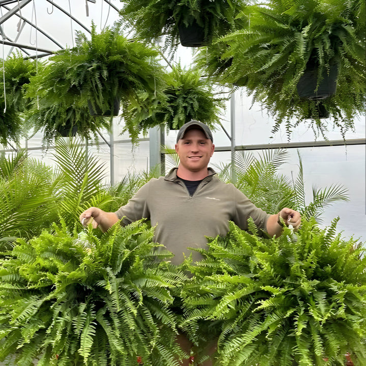 Skanto | Kunstig Boston Fern Hjem Deko Plante