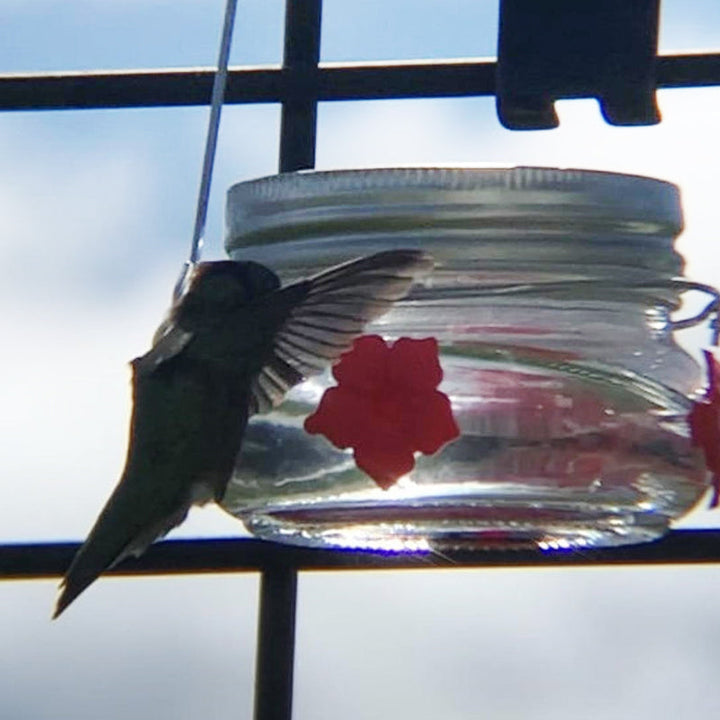 Skanto | Vakker Mason Jar Kolibri Fôrer
