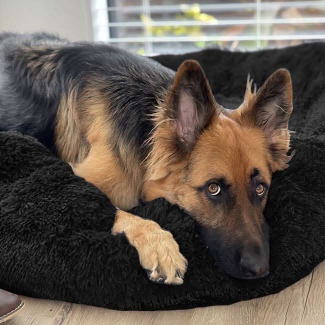 Skanto | FUZZYPLUSH – Ortopedisk Plush Hundeseng for Dyp Søvn