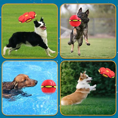 Skanto | BalleChien | Uendelig moro for hunden din