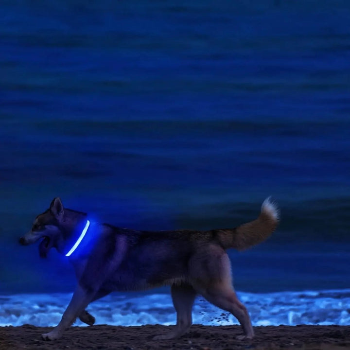 LED-Sicherheitshalsband for Hunde med verstellbarer Passform