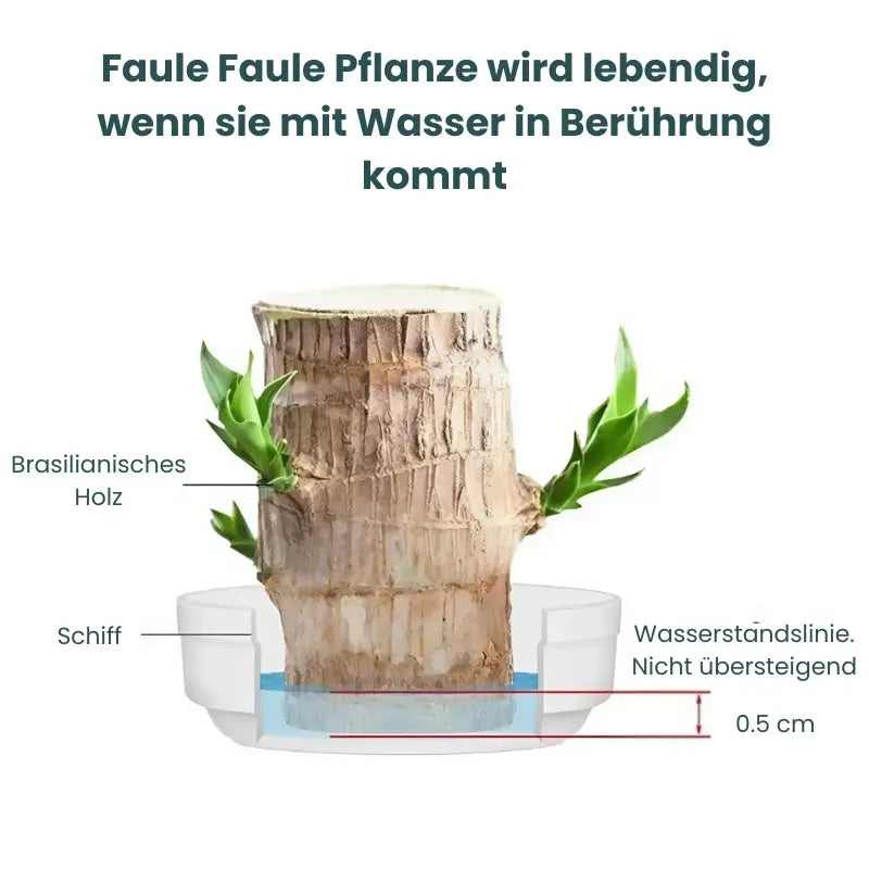 Heldig sjarm Brasilwood potteplante – Luftrensende og velstandsfremmende