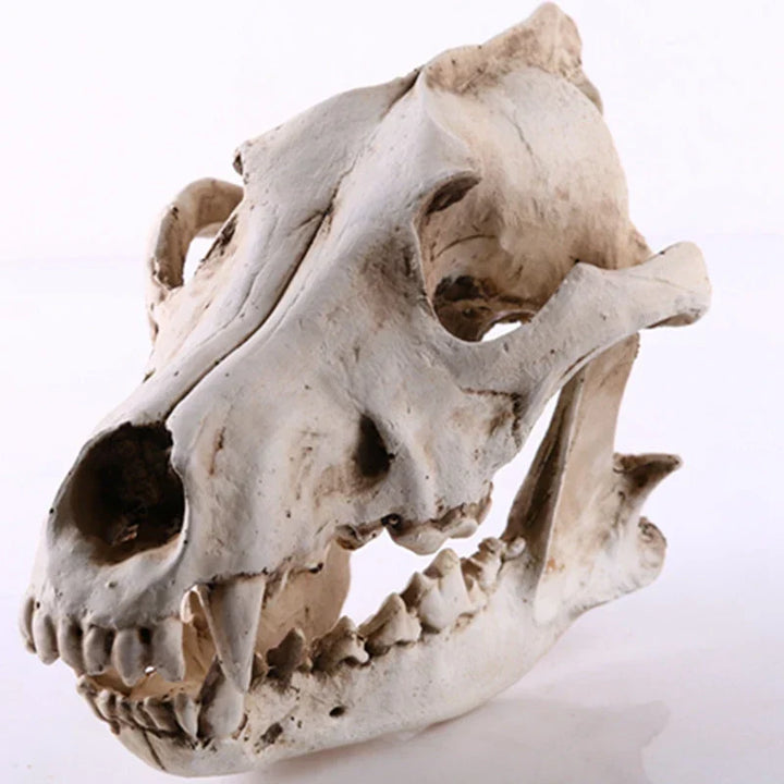 Skanto | Ulv Skjelett Skulptur Modell