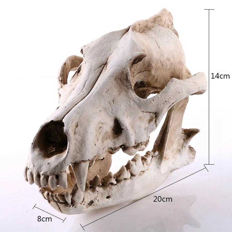 Skanto | Ulv Skjelett Skulptur Modell