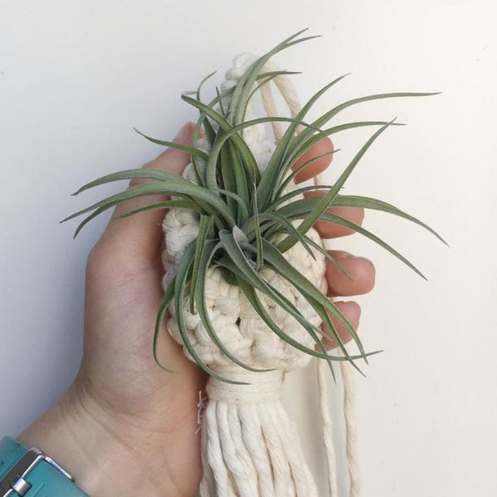 Skanto | Håndlaget Makrame Plantehenger – Dekorativ Oppheng for Planter i Boho Stil