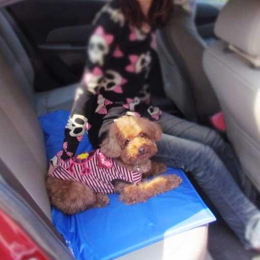 Pet Cooling Mat | Skanto