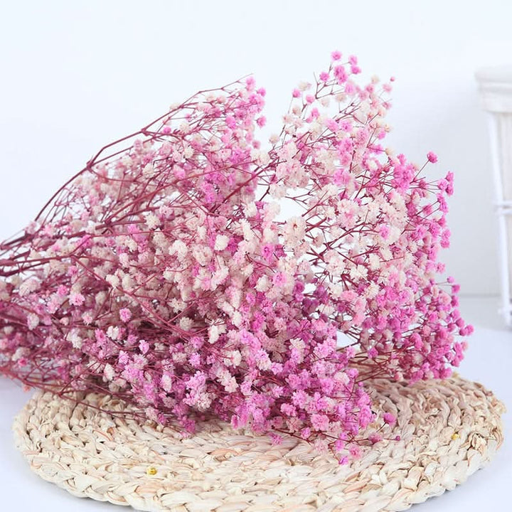 Skanto | Tørket Bevart Gypsophila Blomsterbukett – Naturlig Dekor