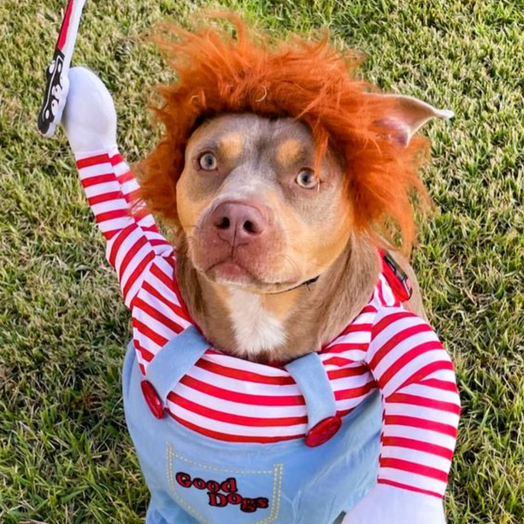 Skanto | Halloween Hundekostyme Morsomt Kjæledyrantrekk