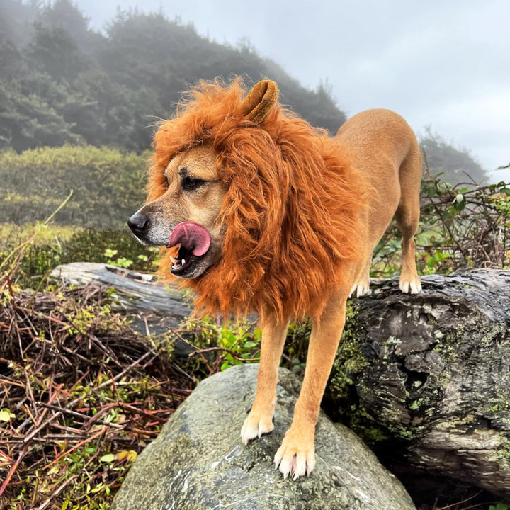 Skanto | Halloween Hundekostyme Løvemanke Parykk
