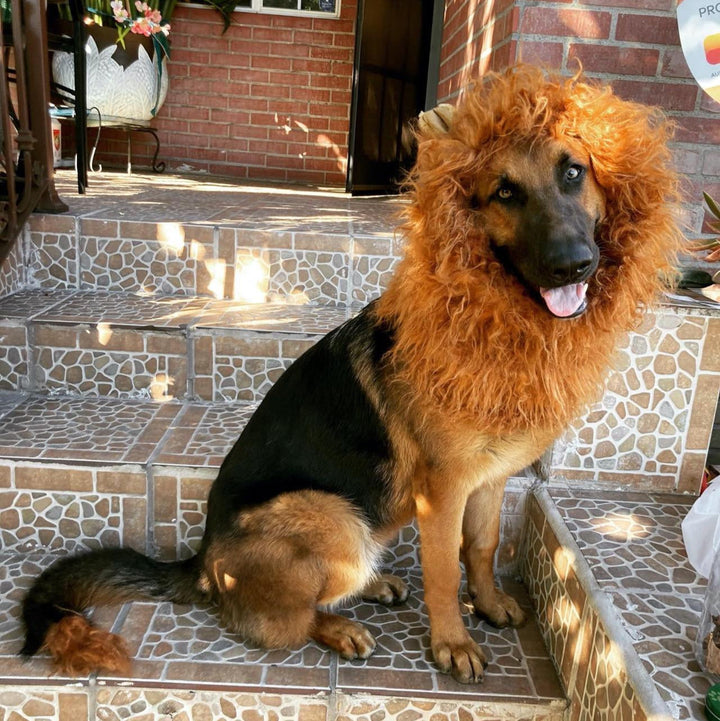 Skanto | Halloween Hundekostyme Løvemanke Parykk