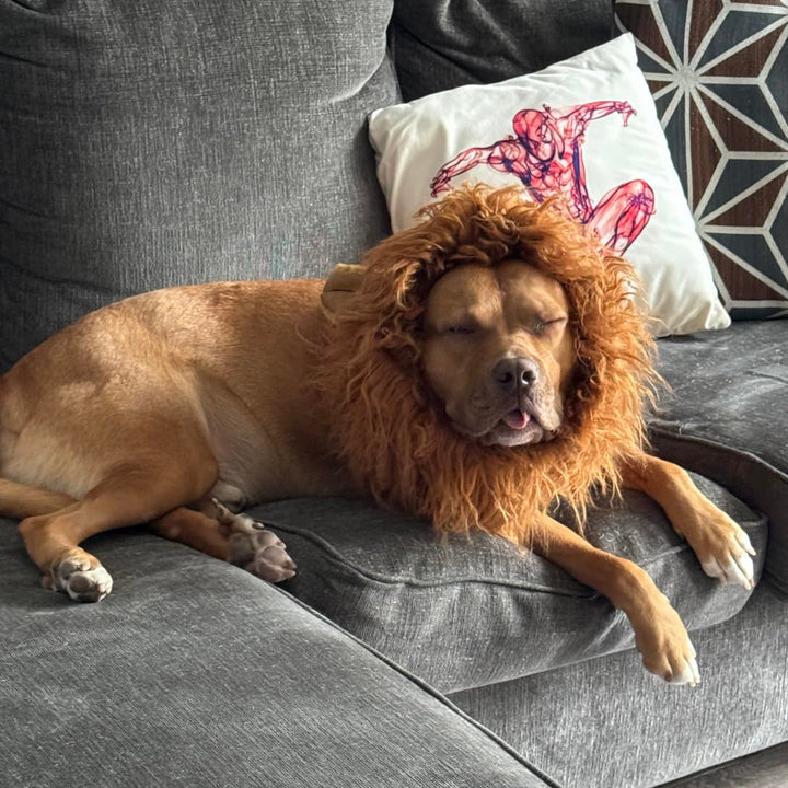 Skanto | Halloween Hundekostyme Løvemanke Parykk