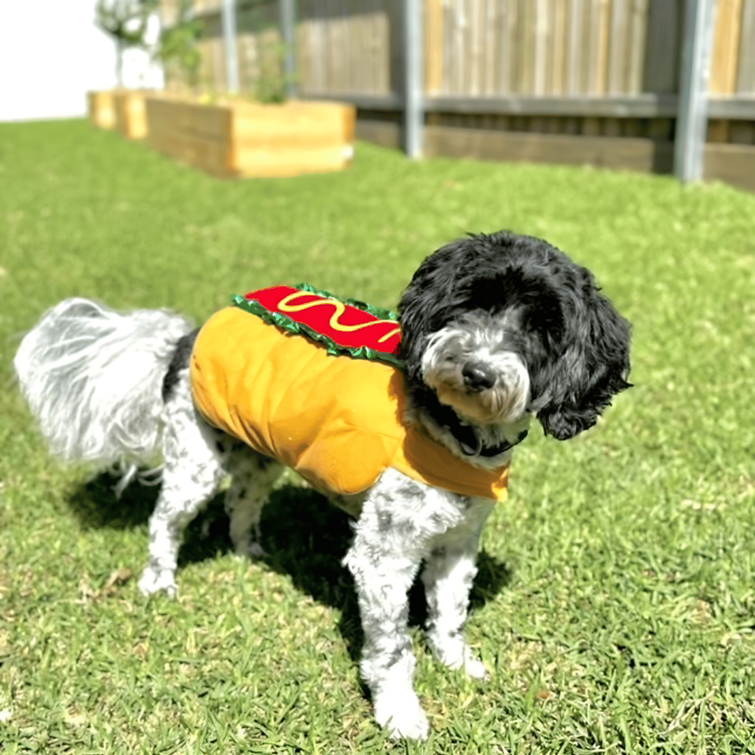 Skanto | Halloween Hot Dog Kjole til Kjæledyr