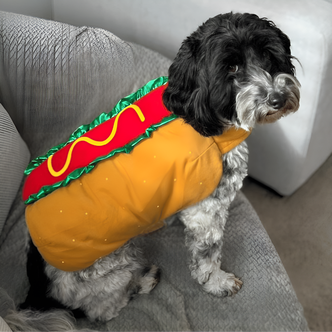 Skanto | Halloween Hot Dog Kjole til Kjæledyr