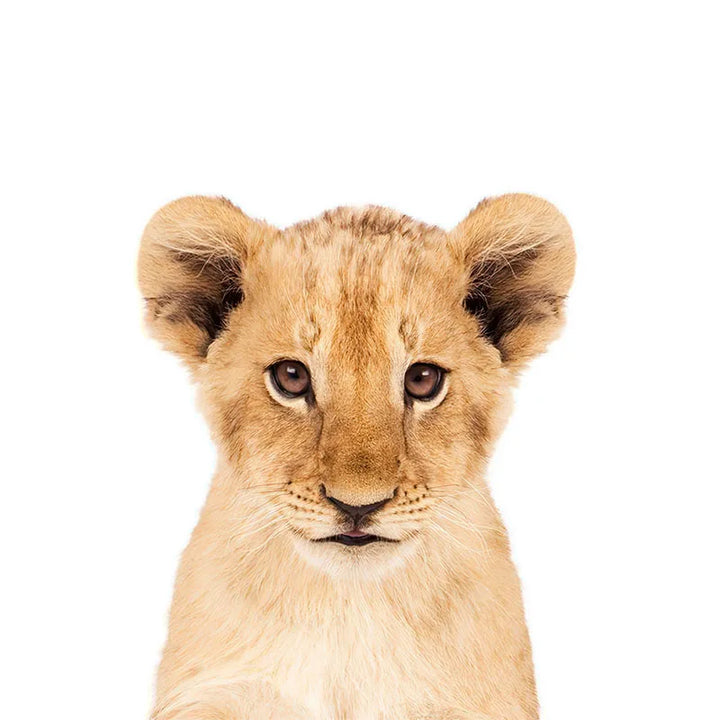 Cute Animal Wall Stickers for Kids Room Removable Peel and Stick Vinyl Wall Decals for Baby Room Creative DIY Wall Decor | Skanto