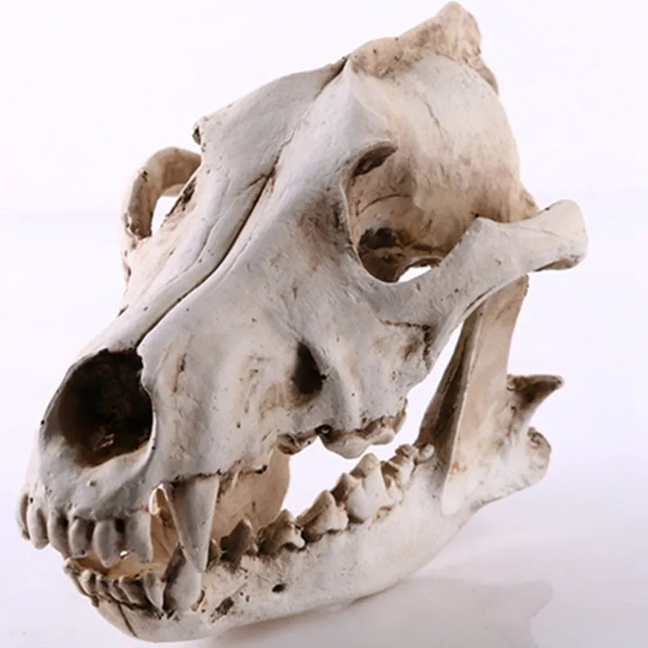 Skanto | Ulv Skjelett Skulptur Modell